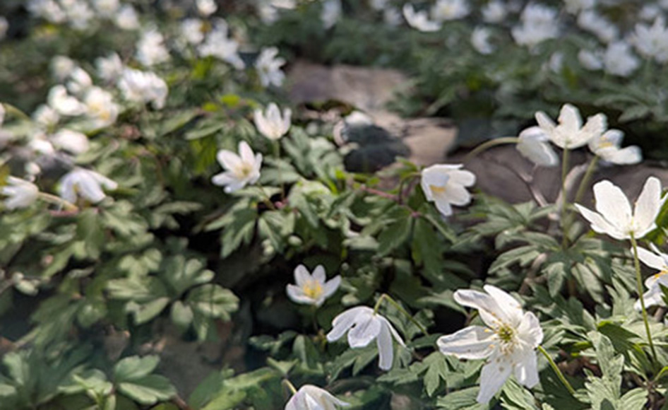 Removal of Cherry Laurel in Dulwich Wood