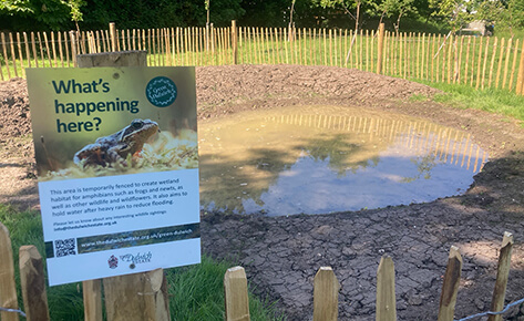 Rain garden planting