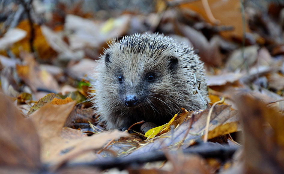 Habitat surveys