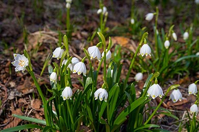 Snowdrops