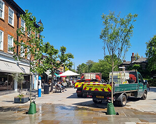 Dulwich Estate donates trees to Dulwich Square