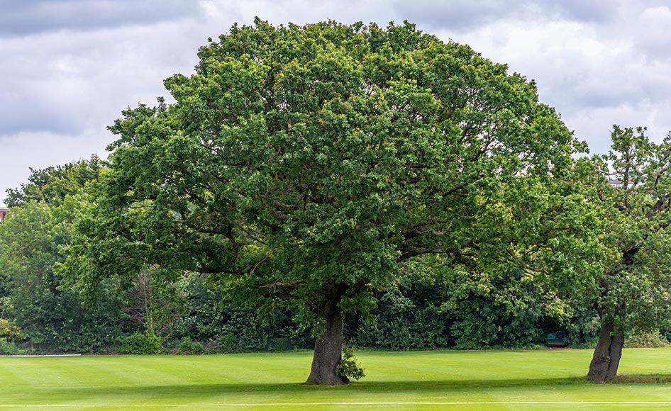 Management of Dulwich Estate trees