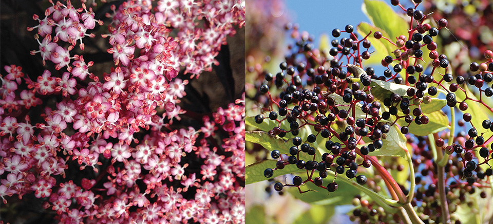 Elderberry flower and fruit