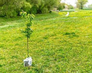 Free trees for your community