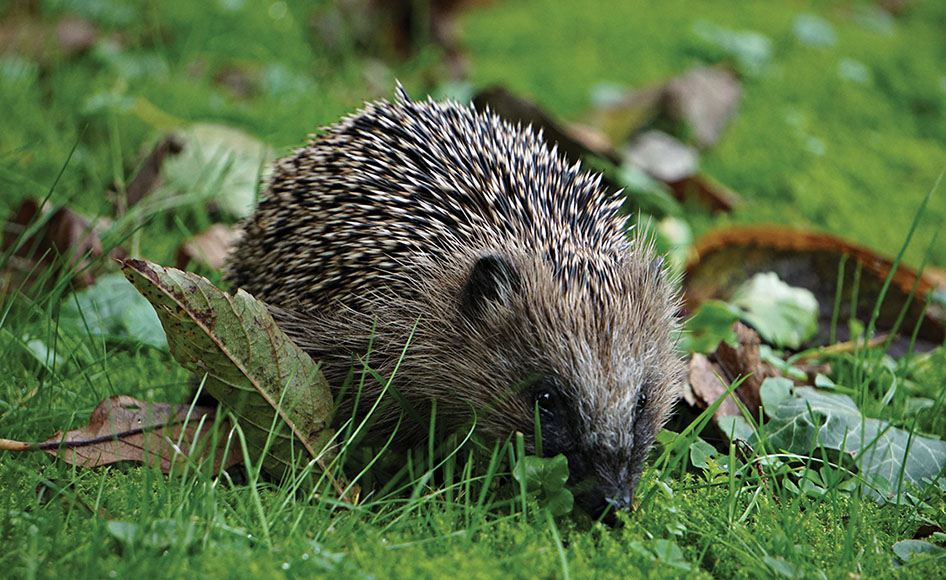 Supporting our woodland