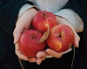 Apple Day in Village Orchard