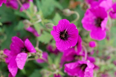 Cranesbill geraniums