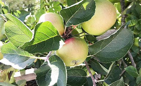 Apples at the Dulwich Orchard